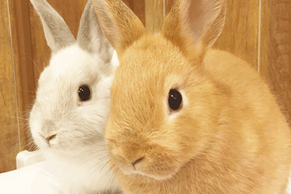 うさぎカフェもふれる 一番うさぎと触れ合える秋葉原のうさぎカフェ